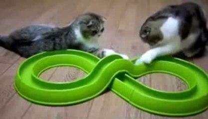 Funny Cats Compilation 20 min - Happy New Year 2014