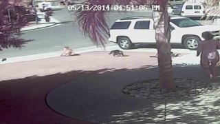 Family cat saves child from stray dog attack