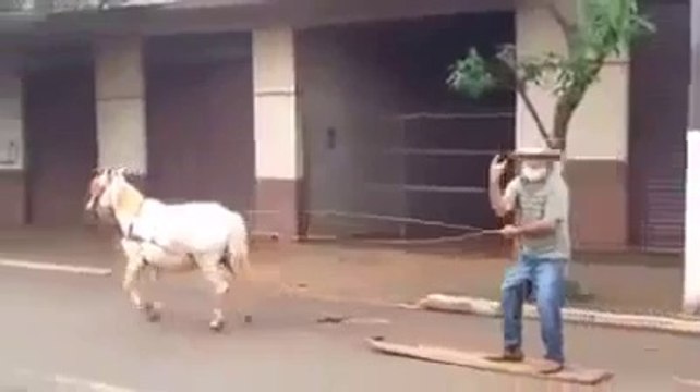 Crazy guy pulled by a horse, and surfing in the street!