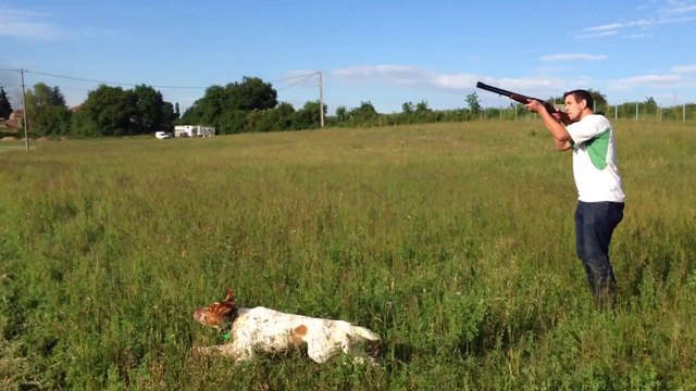SETTER ANGLAIS IRIS DU MAS DES VERNETS 10 MOIS ENTRAINEMENT