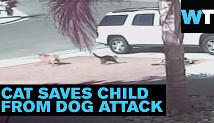 Cat Superhero Saves Kid From an Angry Dog | What’s Trending Now