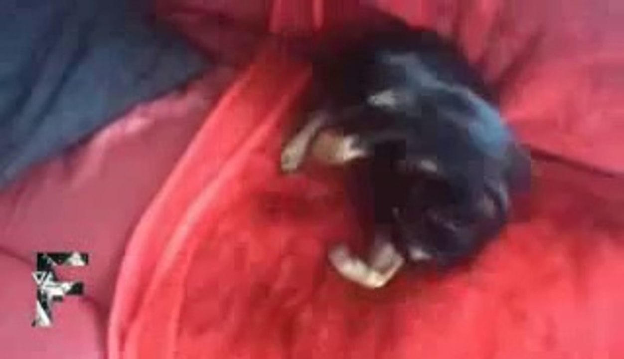 Guilty Dogs - Supercut Compilation 2013!