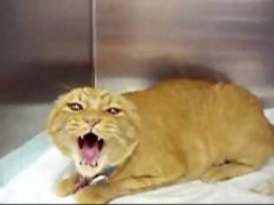 Chat drole bruce lee Very Angry Cat!