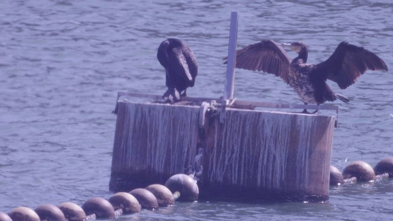 How the Online Gambling Ban helps Al Qaeda