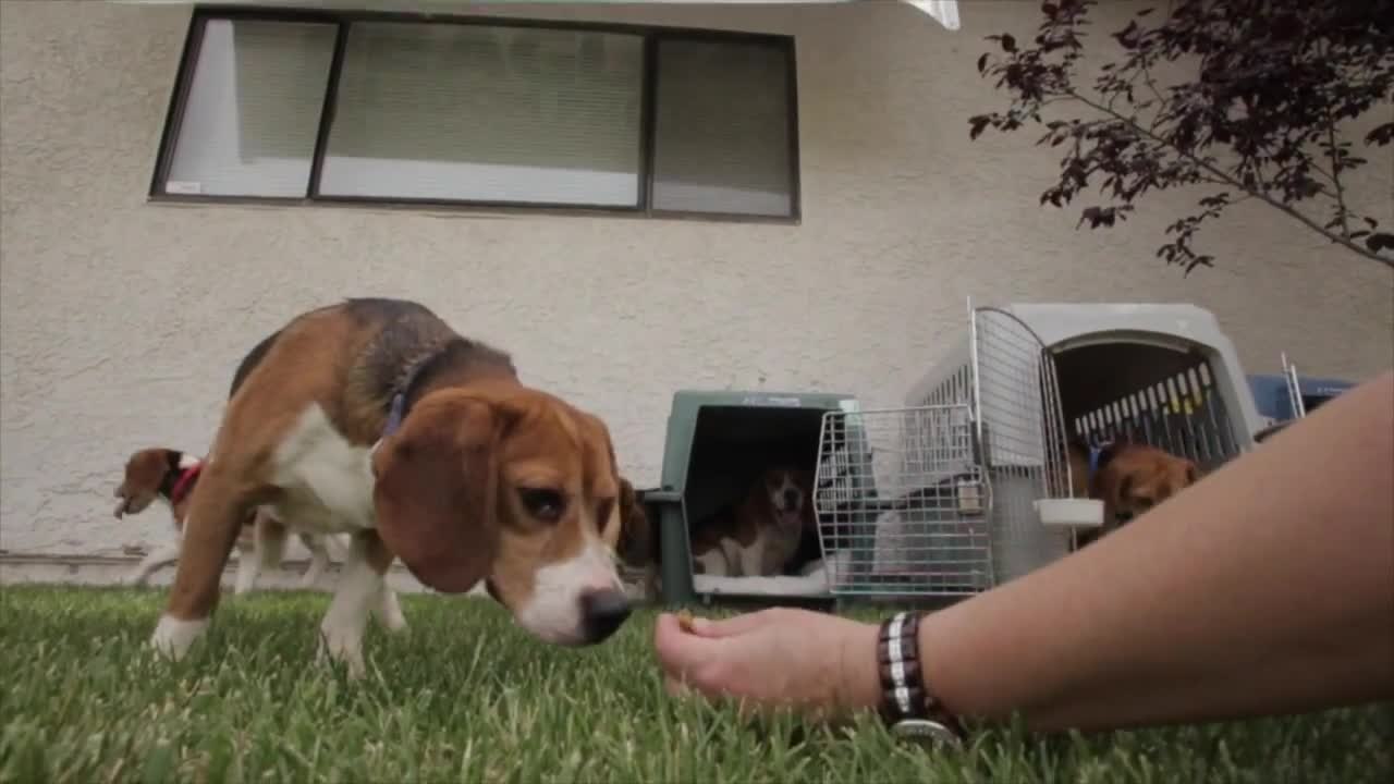 9 chiens Beagle découvrent la lumière du jour