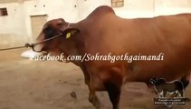 Amir Dilpasand Cattle Farm Bachra for 2014