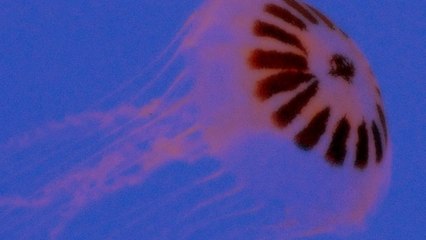 Ways To Distribute Your Catalogs To Your Targeted Customers