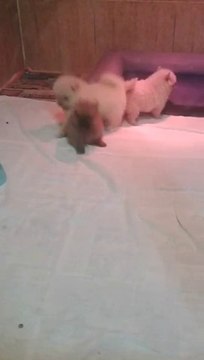 satılık pomeranian boo yavruları 0534.467.69.79