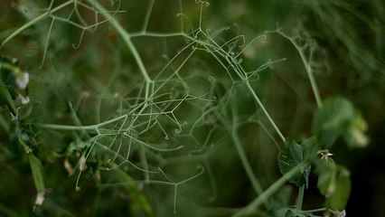 Using Free Traffic Exchange