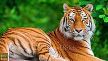 Tiger Shroff Buys a Tiger