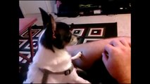 Chihuahuas Are Awesome Compilation