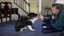 Dog Plays Patty Cake