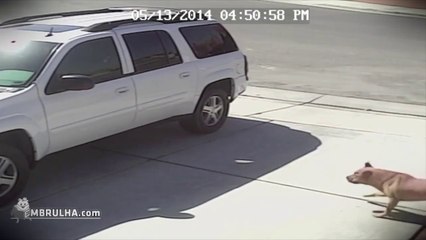 Gato vs Cao - EMBRULHA.com