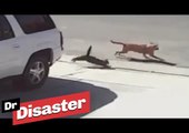 Un chat sauve un enfant attaqué par un chien / Dr Disaster