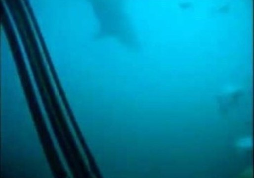 Diver Forced to Fend Off Great White Shark Attack
