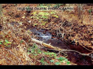 TRUE VINE DIGITAL PHOTOGRAPHY @2014 (24)