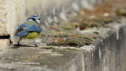 Mésanges bleues Pt4 (07-05-2014)