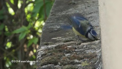 Mésanges bleues Pt5 (07-05-2014)