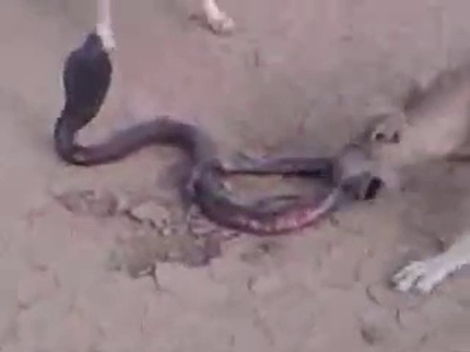 VID-20140311-WA0049