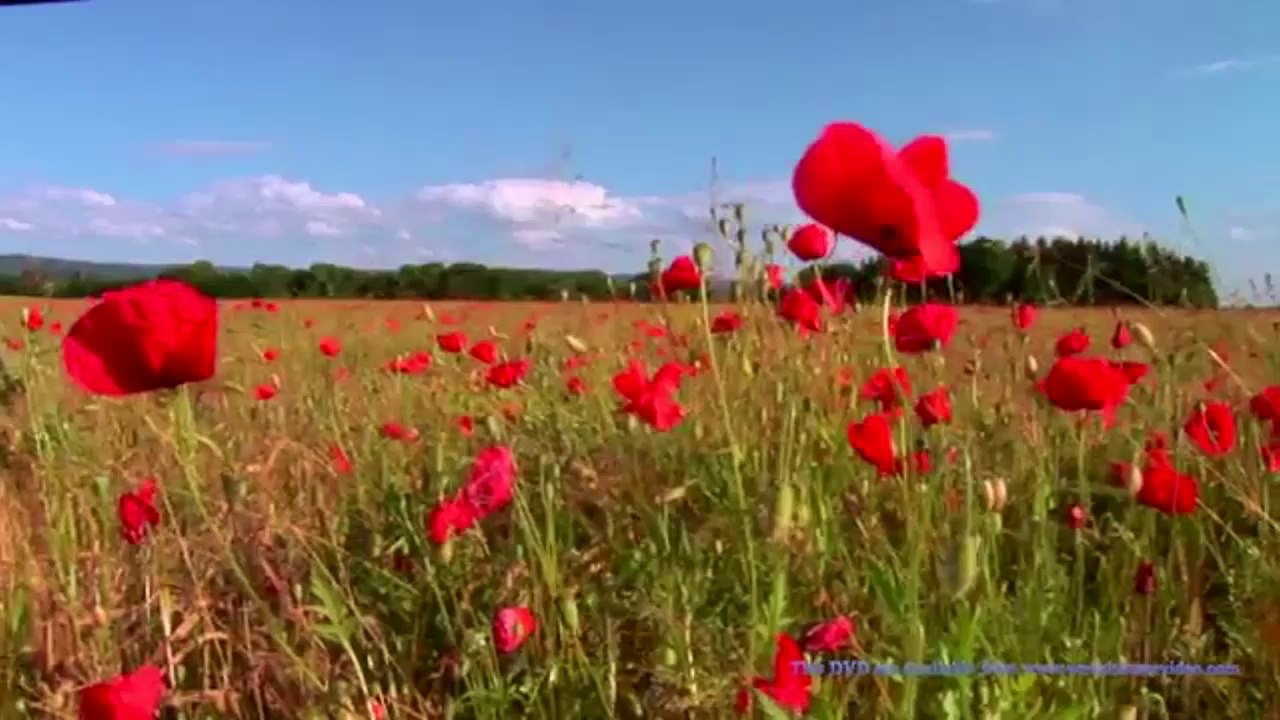 Für Elise - Piano & Orchestra  - Beethoven..mv