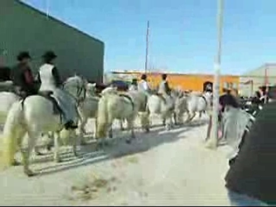 Cheval Passion longues rênes