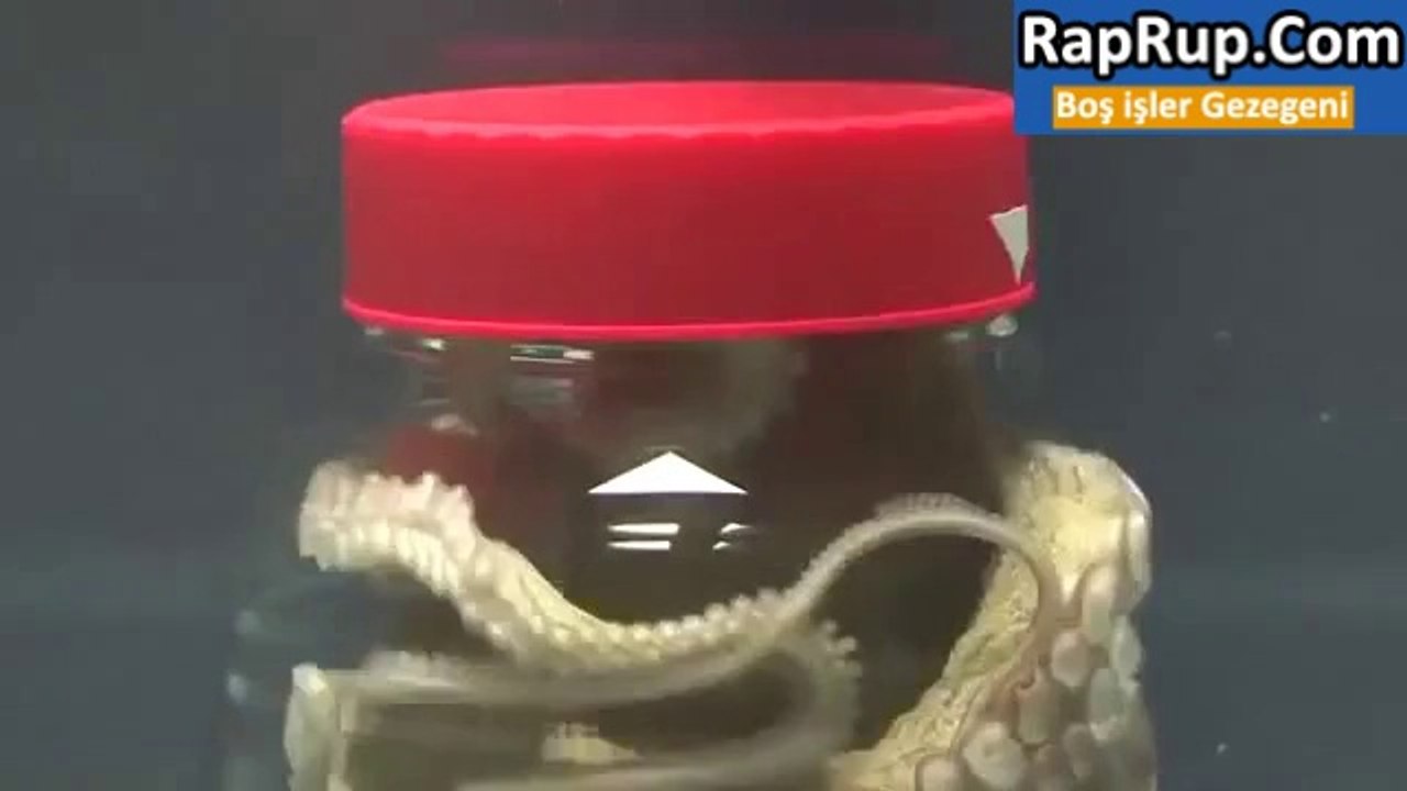 Ahtapotun İnanılmaz Yeteneği