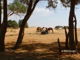 les jolies dunes de MERZOUGA (maroc)