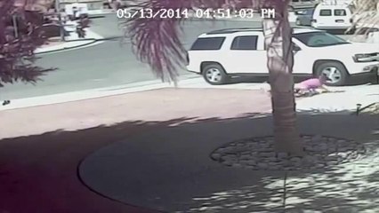 Köpek saldırısından sahibinin oğlunu kurtaran kedi