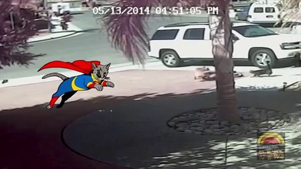 Cat saves young boy from dog attack - My Cat Saved My Son [Hero cat]