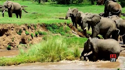 Un éléphanteau sauvé de la noyade par sa mère