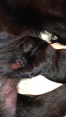 après la tête, le tronc et …