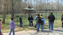 Lion, tiger and bear all live together at Noah's Ark Sanctuary in Georgia