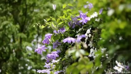 ~~Seversen Sevilirsin!~~