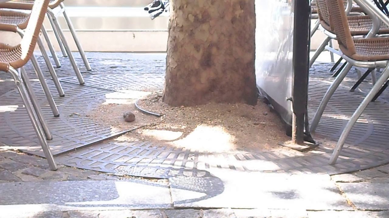 Birds Toilet...