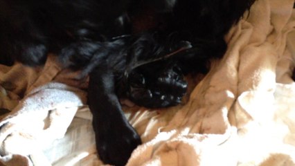 et enfin la naissance du 4° et dernier chiot de cette exceptionnelle et donc rare , portée