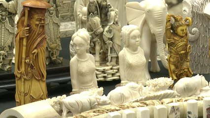 Hong Kong starts destruction of nearly 30 tonnes of ivory