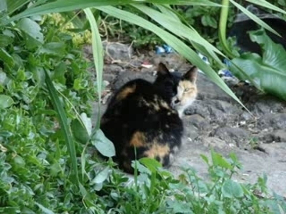 Obidos Caldas da Rainha - Portugal N.3