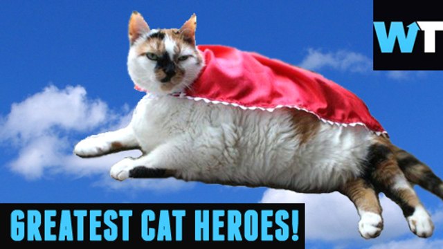 Greatest Cat Heroes of the Internet! | Throwback Thursday