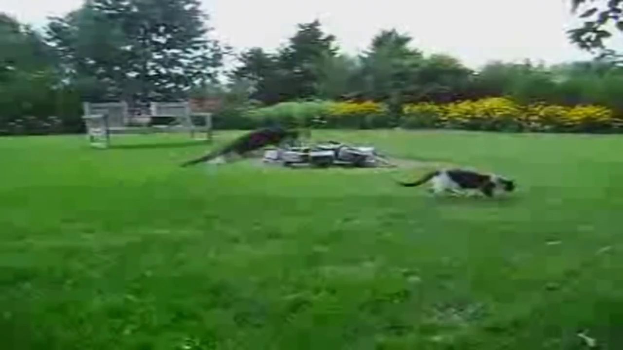 Funny Animals Compilation --NEW APRIL 2014--