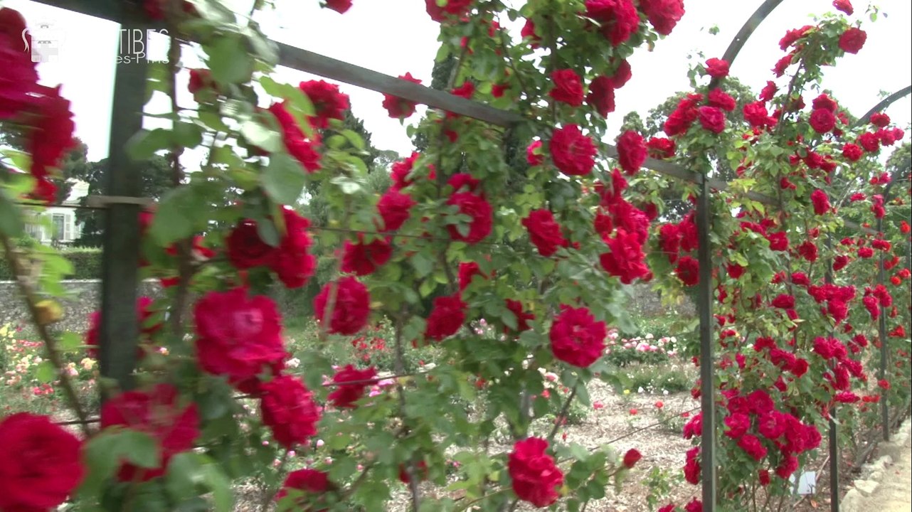 Le Jardin des senteurs et la Roseraie éveillent les sens