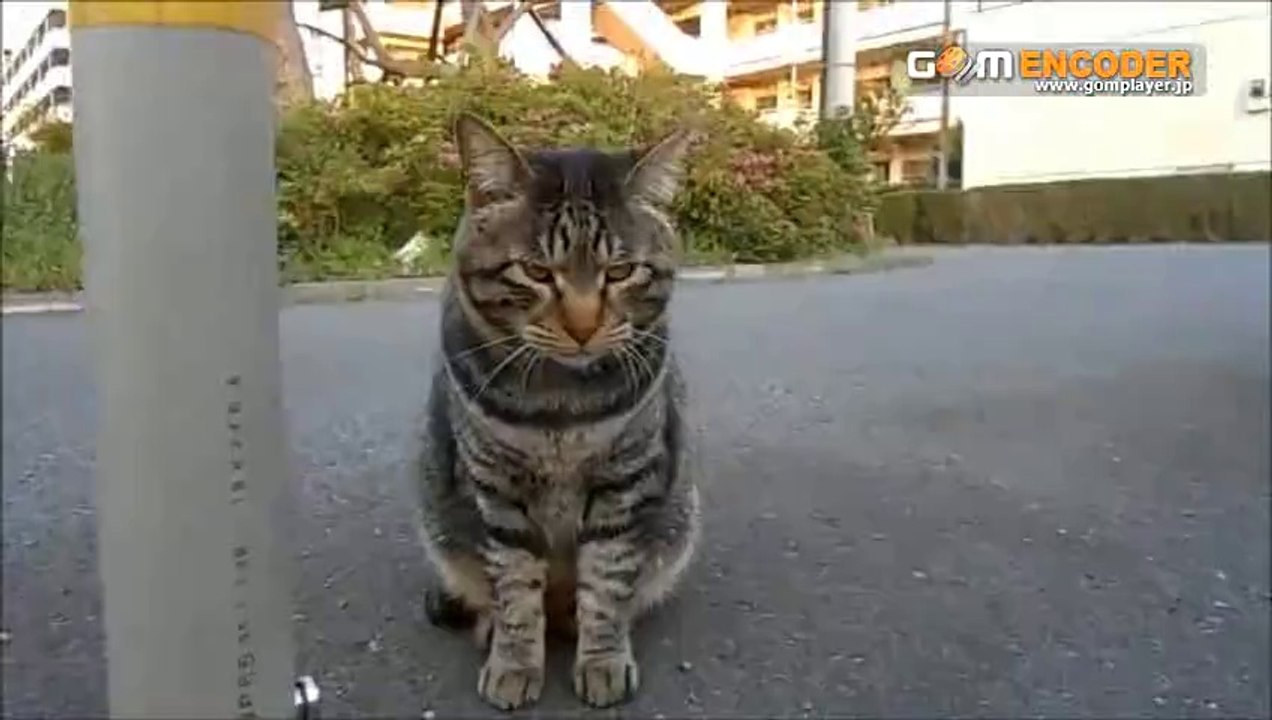 招き猫シール◆今日もツイてる５シート（７５枚）　実践 評価 評判 検証 動画 ブログ 特典 購入 レビュー