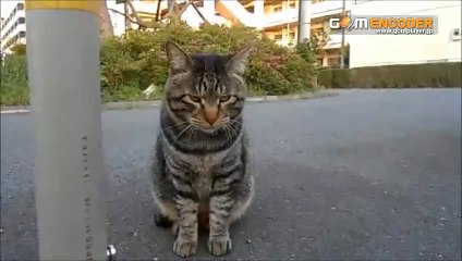 招き猫シール◆今日もツイてる５シート（７５枚）　実践 評価 評判 検証 動画 ブログ 特典 購入 レビュー