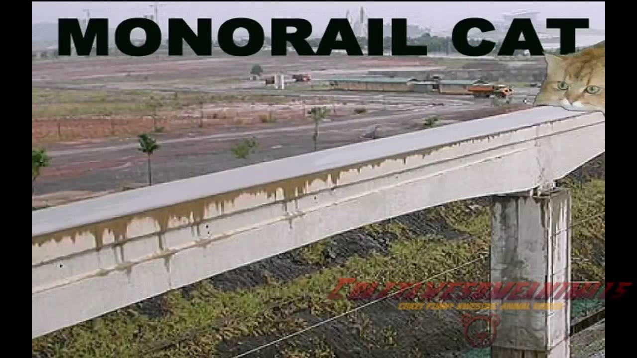 天成ホールディングスおススメ！猫のおもしろハプニング動画