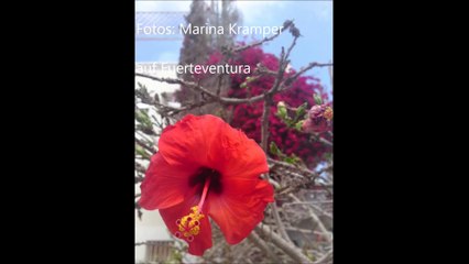 Romantische Märchenromane für Erwachsene