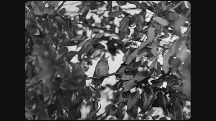 UNE PARTIE DE CAMPAGNE - Bande-annonce VF