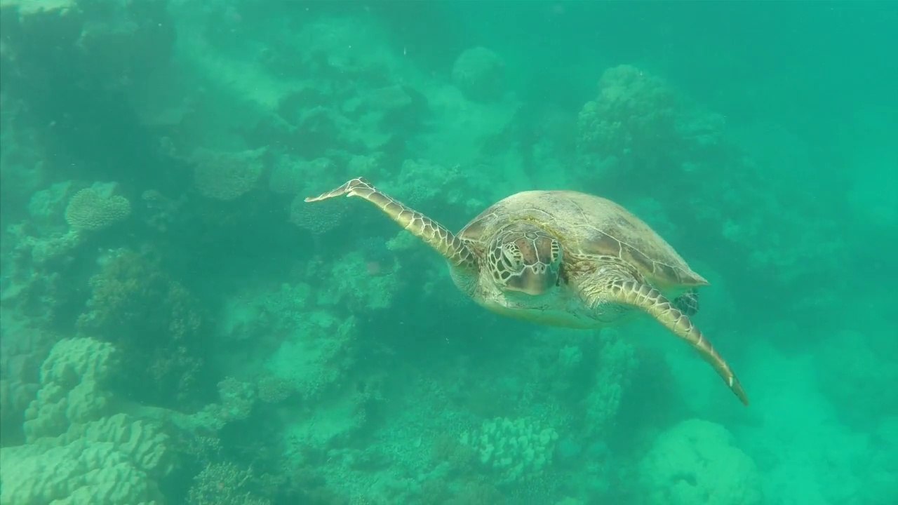 A l'endroit : dans le lagon de Nouvelle-Calédonie
