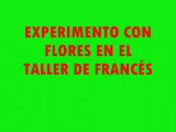 TALLER DE FRANCÉS- EXPERIMENTO CON FLORES