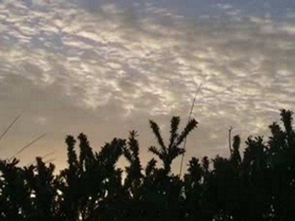 Drôles d'Oiseaux (Baie de Somme)