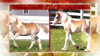 Alexia Wilde breeder of polka dot piglets, gypsy horses and veterinarian