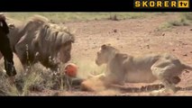 3 aslana karşı tek başına!'Aslanlara fısıldayan adam' lakabı ile tanınan Güney Afrikalı hayvanat bahçesi görevlisi Kevin Richardson bir markanın reklamları için 3 aslan ile futbol oynadı.
